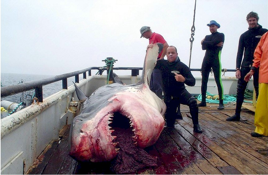great-white-shark-killed.jpg